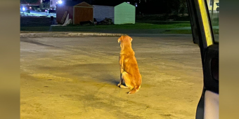 Loyal Dog Left In Store Parking Lot Kept Hoping His Owner Would Return