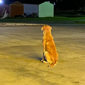 Loyal Dog Left In Store Parking Lot Kept Hoping His Owner Would Return