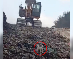 Tiny Puppy Narrowly Escapes Junkyard Excavator Before Rescuers Step In