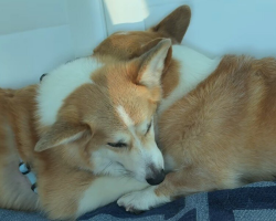Normally Grumpy Corgi Melts Hearts After Comforting His Sick Little Brother
