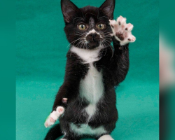 Sweet Kittens Keep Getting Overlooked Because Of One Small Medical Condition