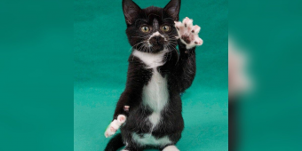 Sweet Kittens Keep Getting Overlooked Because Of One Small Medical Condition