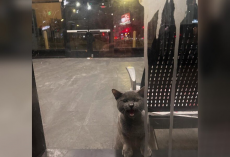 Frightened Cat Locked Inside Bus Station Cries For Help Until Rescuers Arrive