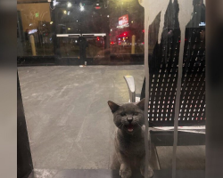 Frightened Cat Locked Inside Bus Station Cries For Help Until Rescuers Arrive