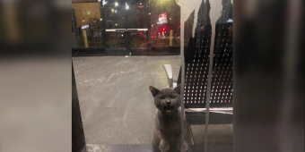 Frightened Cat Locked Inside Bus Station Cries For Help Until Rescuers Arrive