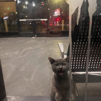 Frightened Cat Locked Inside Bus Station Cries For Help Until Rescuers Arrive