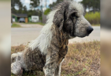 Dog Who Spent Years Wandering Streets Alone Makes Incredible Recovery After Rescue