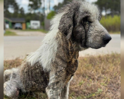 Dog Who Spent Years Wandering Streets Alone Makes Incredible Recovery After Rescue