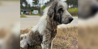 Dog Who Spent Years Wandering Streets Alone Makes Incredible Recovery After Rescue