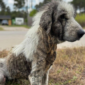 Dog Who Spent Years Wandering Streets Alone Makes Incredible Recovery After Rescue