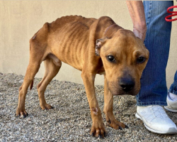 Severely Emaciated Shelter Dog Makes Incredible Comeback After Finally Finding Love