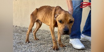 Severely Emaciated Shelter Dog Makes Incredible Comeback After Finally Finding Love