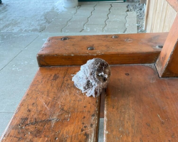 Tiny Owl Rescued From Snowbank After Interns Notice Her Barely Moving