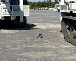 Workers Rush To Save Stranded Loon After Realizing He Couldn’t Escape On His Own