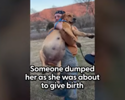 Pregnant Stray Dog Finally Trusts Rescuer After Hours Hiding In The Woods