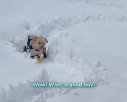 Nothing Stops This Wheelchair Pup From Playing In The Snow