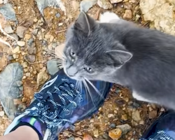 Tiny Lost Kitten Runs Straight To Hiker And Refuses To Be Left Behind
