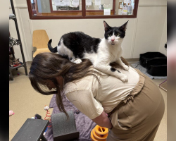 Shelter Cat Is Obsessed With Riding Around On People’s Shoulders