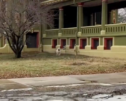 Dog Left Tied Up In The Rain Couldn’t Stop Crying Until Someone Finally Helped Him