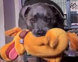 Dog Has A Total Meltdown When His Favorite Stuffie Gets Washed