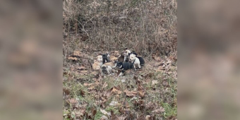 Mail Carrier Finds 16 Abandoned Puppies Huddled Together In The Woods