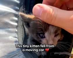 Motorcyclist Rescues Tiny Kitten Who Fell From A Moving Car