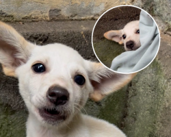 Woman Uses Her Nightgown To Rescue Terrified Puppy