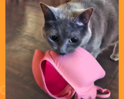This Cat’s Favorite Thing In The World Is Stealing Bras
