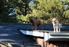 Woman Finds Her Dogs On The ROOF — And Its Just Another Day For Them