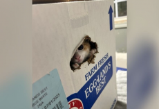 Shelter Workers Spot Tiny Face Peeking Out From Box Left At Their Front Gate