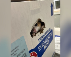 Shelter Workers Spot Tiny Face Peeking Out From Box Left At Their Front Gate