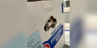 Shelter Workers Spot Tiny Face Peeking Out From Box Left At Their Front Gate