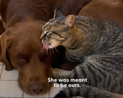 Cat Rescued From The Woods Bonds Instantly With Family Dog