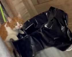 Cat Found In Trash Can Turns Out To Be The Sweetest Boy
