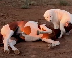 Rescued Baby Horse Learns To Trust With Help From A Puppy