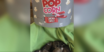 Wildlife Rescuers Stunned When Someone Arrives Carrying A Bucket Full Of Tiny Babies