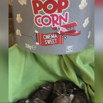 Wildlife Rescuers Stunned When Someone Arrives Carrying A Bucket Full Of Tiny Babies