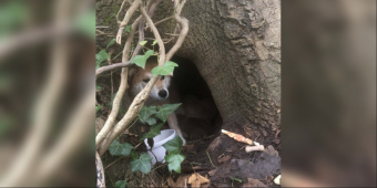 Loyal Mama Dog Protects Her Puppies Beneath A Tree Until Rescuers Finally Find Her