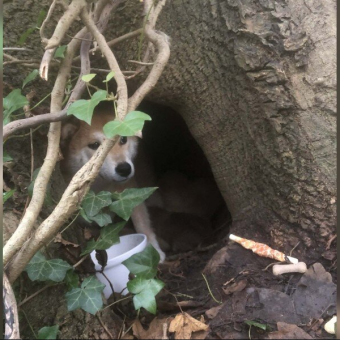 Loyal Mama Dog Protects Her Puppies Beneath A Tree Until Rescuers Finally Find Her