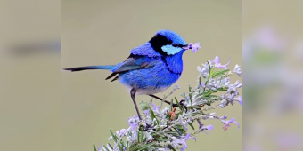 These Tiny Birds Bring Flower Petals To Their Crushes For An Adorable Reason