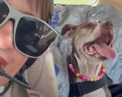 Dog With Cancer Checks Off Every Adventure On His Bucket List