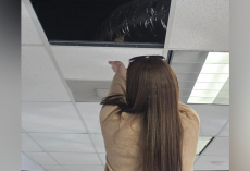 Dealership Employees Hear Tiny Noises Above Them — Then Watch Emotional Wildlife Reunion
