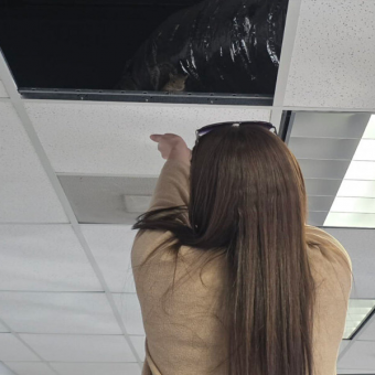 Dealership Employees Hear Tiny Noises Above Them — Then Watch Emotional Wildlife Reunion