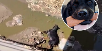 Dog Dumped In A Canal Is Now The Biggest Lover Girl