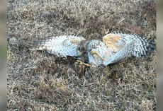 Rescuer Rushes To Save Injured Hawk — Then Notices A Snake Wrapped Around Him