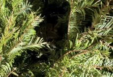 Gardener Spots A Tiny ‘Kitten’ Barely Clinging To Life — Then Learns She’s A Wild Bobcat