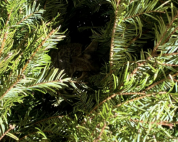 Gardener Spots A Tiny ‘Kitten’ Barely Clinging To Life — Then Learns She’s A Wild Bobcat