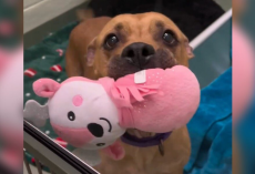 Shelter Dog Keeps Offering Her Favorite Toys To Strangers Hoping Someone Will Notice Her
