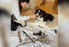 Dog Stuck On Bed Rest Can’t Visit His Favorite Park — So His Mom Brings It Home To Him