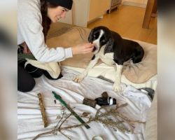 Dog Stuck On Bed Rest Can’t Visit His Favorite Park — So His Mom Brings It Home To Him